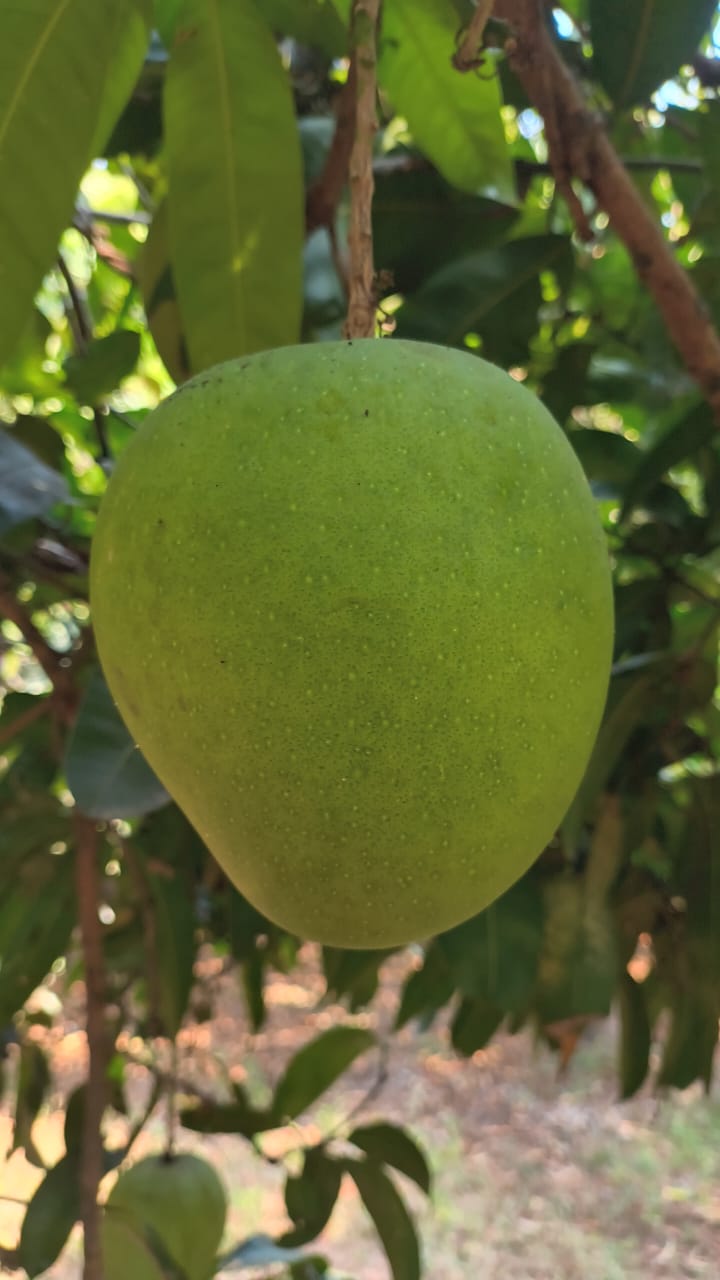 WhatsApp Image 2026 04 15 at 23.51.38 – The Mango Farm, Jangaon Telangana